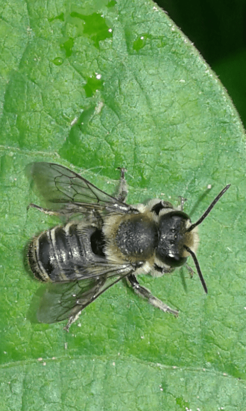 Megachile sp. (Apidae Megachilinae)?
